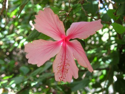 Hibiscus flower (hybrid), Koko Crater Botanical Garden, Oahu, Hawaii