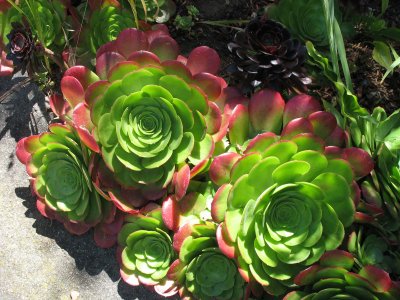 Succulents near Moraga Stairs, Sunset Heights