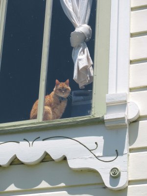 Cat in window, Bernal Heights