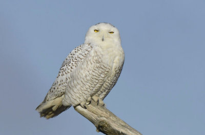 Snowy Owl 0213-1j Damon Point
