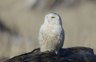 Snowy Owl  0213-8j  Damon Point