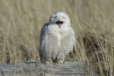 Snowy Owl  0213-13j  Damon Point