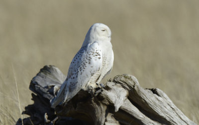 Snowy Owl  0213-16j  Damon Point