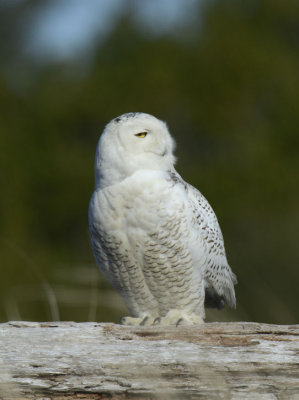 Snowy Owl  0213-17j  Damon Point