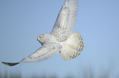 Snowy Owl  0213-19j  Damon Point