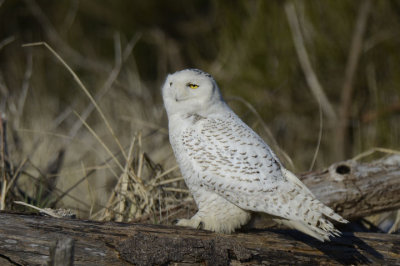 Snowy Owl  0213-20j  Damon Point