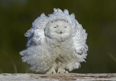 Snowy Owl  0213-18j.jpg