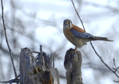 Kestrel 0113-1j Popoff Trail