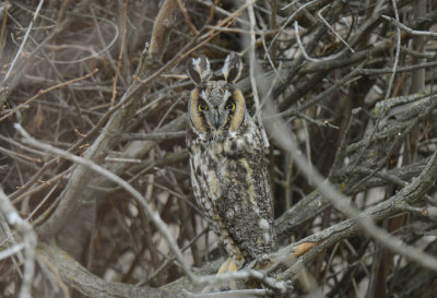 Long-eared Owl 0213-2j  Parker Heights