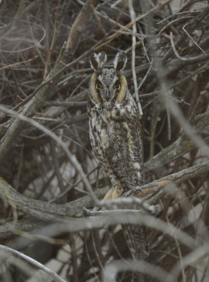 Long-eared Owl 0213-1j  Parker Heights