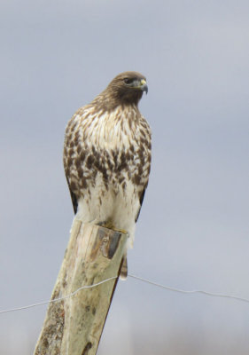 Red-tailed Hawk  0313-2j  Canyon Road