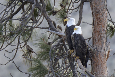 Bald Eagle Pair at Nest  0213-5j  Yakima Canyon