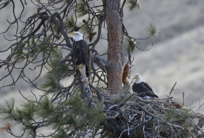 Bald Eagle Pair at Nest  0213-2j  Yakima Canyon
