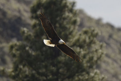 Bald Eagle 0313-4j  Yakima Canyon