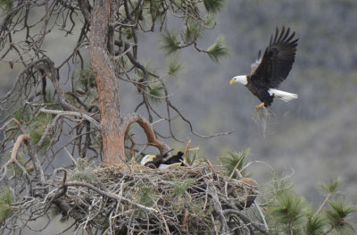 Bald Eagle Pair at Nest  0313-3j  Yakima Canyon