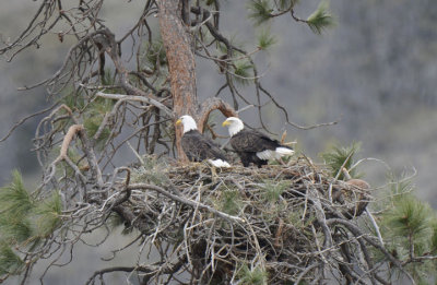 Bald Eagle Pair at Nest  0313-11j  Yakima Canyon
