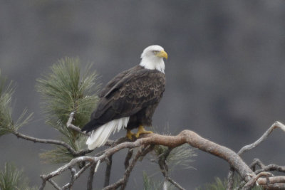 Bald Eagle 0313-10j  Yakima Canyon