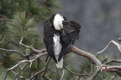 Bald Eagle 0313-8j  Yakima Canyon