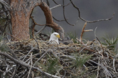 Bald Eagle on Nest  0313-7j  Yakima Canyon