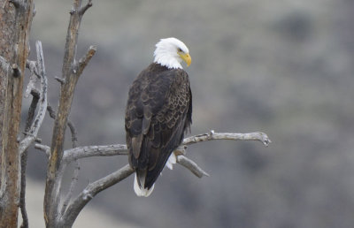 Bald Eagle 0313-12j  Yakima Canyon