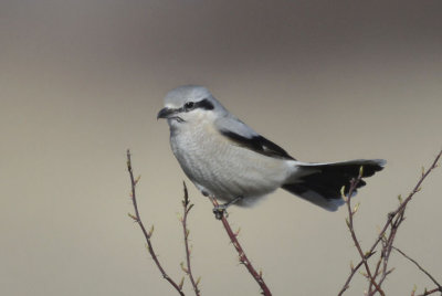 Northern Shrike 0313-1j  Lateral C