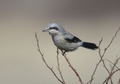 Northern Shrike 0313-2j  Lateral C