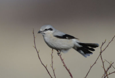 Northern Shrike 0313-3j  Lateral C