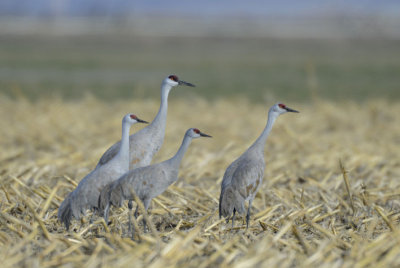 Sandhill Cranes  0313-1j  Marion Drain