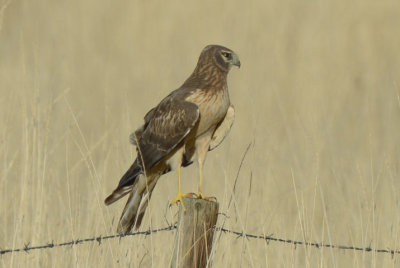 Northern Harrier Female 0313-9  Pumphouse Road