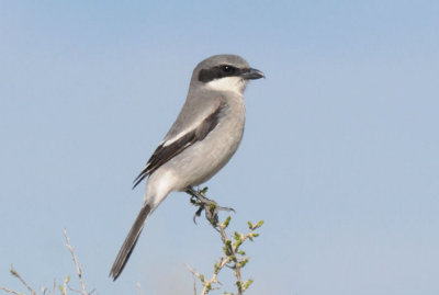 Loggerhead Shrike 0313-3j  Pumphouse Road