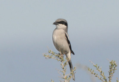 Loggerhead Shrike 0313-1j  Pumphouse road