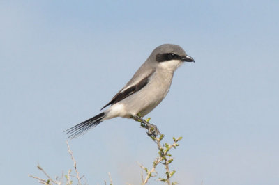 Loggerhead Shrike 0313-4j  Pumphouse road