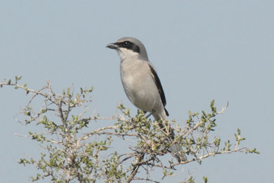 Loggerhead Shrike 0313-5j  Pumphouse Road