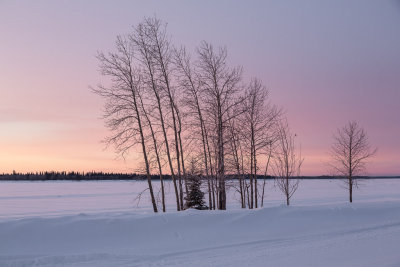 Trees along the banks of the Moose River at sunrise with purple skies beyond. 2013 February 18th.