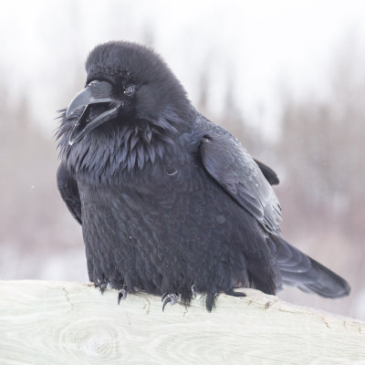 Raven on railing at Store Creek rail bridge in Moosonee 2013 February 21st.