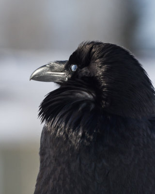 Raven looking ahead, nictating membrane closed over eye.