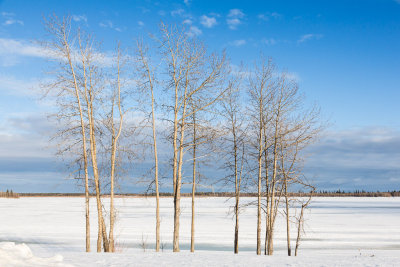 Trees along the Moose River in Moosonee 2013 April 16th.