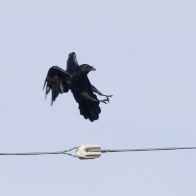 Bad photo but  I like the form the crow takes as about to land