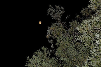 Moon over foliage