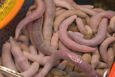 Grossest food award goes to sea worms eaten raw - Busan Fish Market