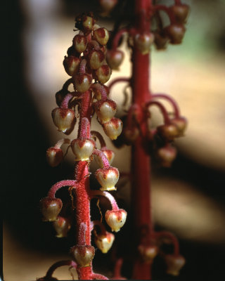 Pterospora andromedea 002