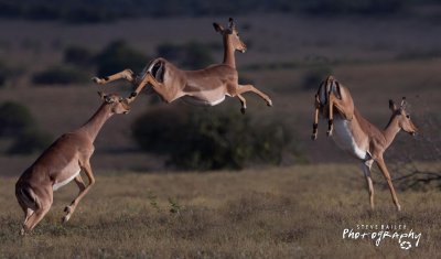 Eastern Cape Wildlife 