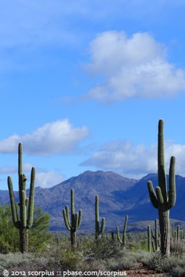 Saguaro Forest