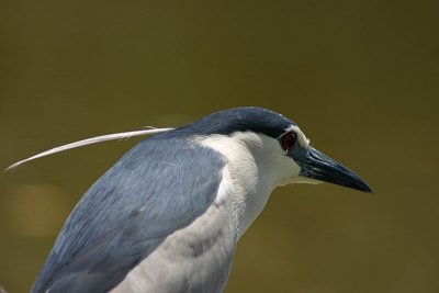 The wipping Nycticorax  