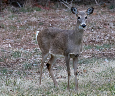 Deer in the yard 0393.jpg