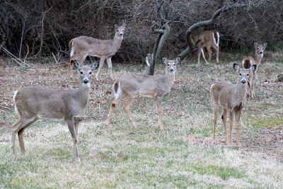 Deer in the yard 0389.jpg