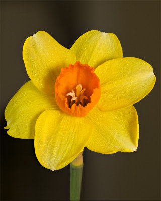 Daffodil focus stack 1 final small.jpg