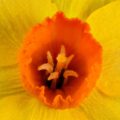 Daffodil center Zerene PMax sharpened