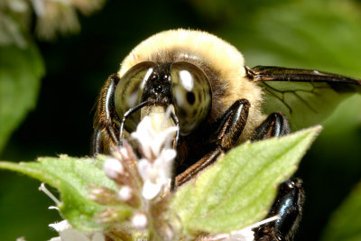 Bee face 0416 (V20)