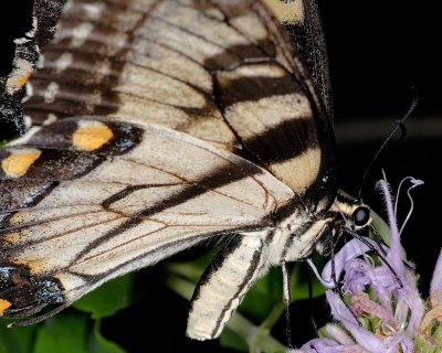 Butterfly 2257 (V59)